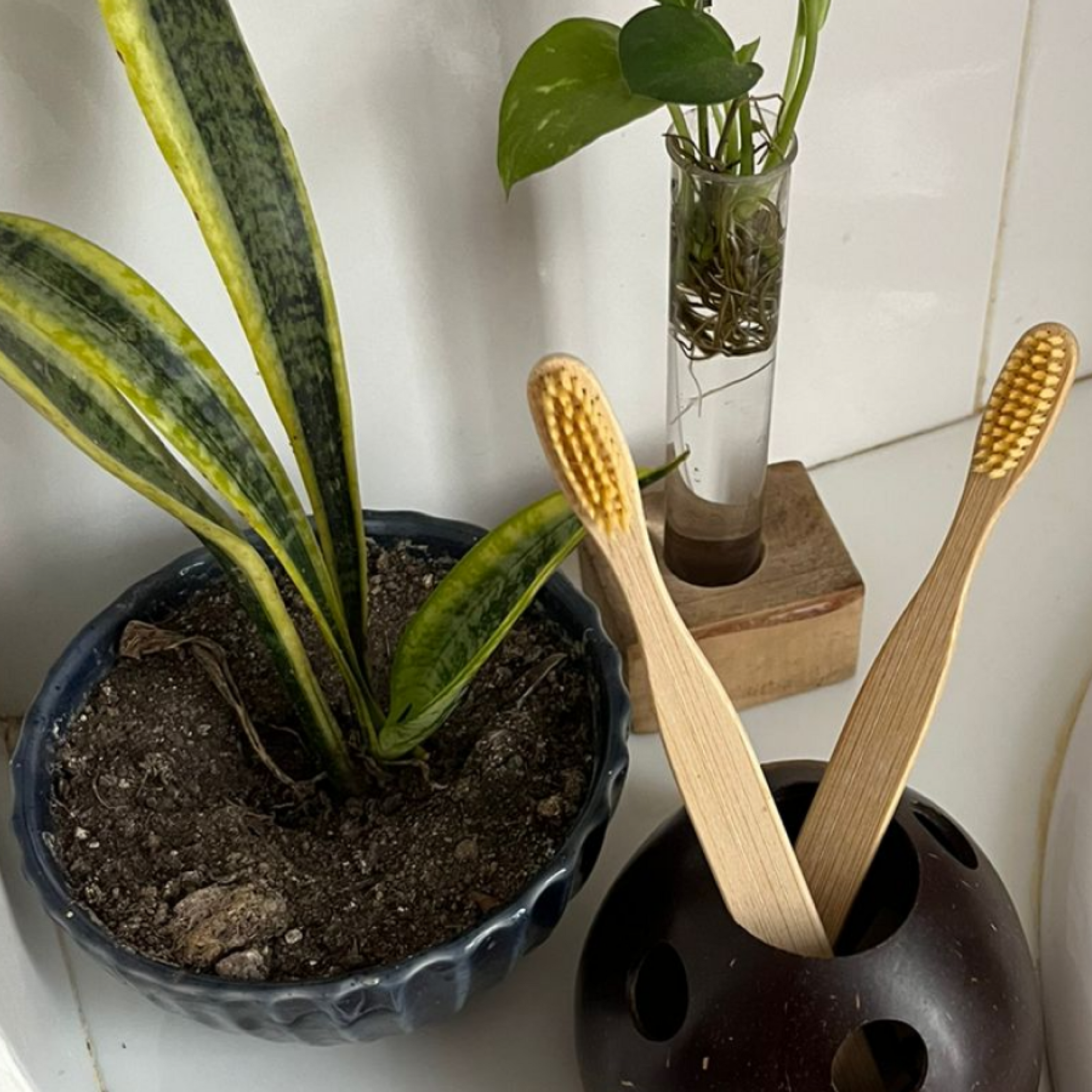 Thenga Eco-Friendly Toothbrush Holder