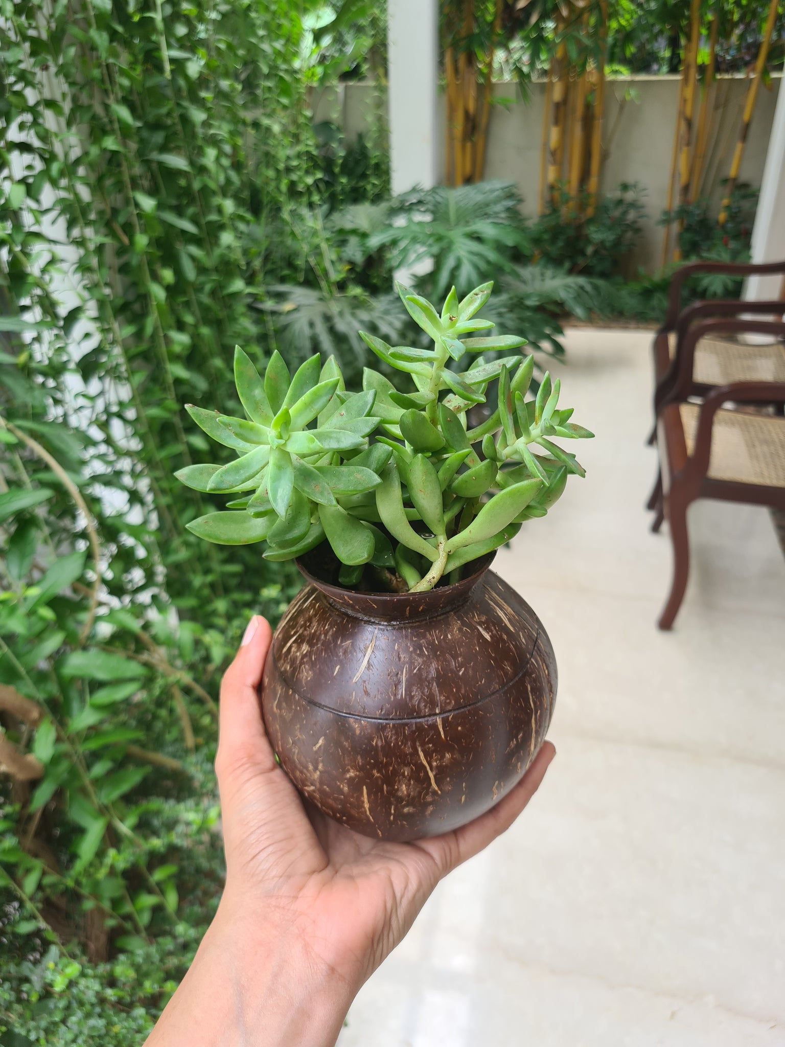 Pot Shaped Coconut Planter
